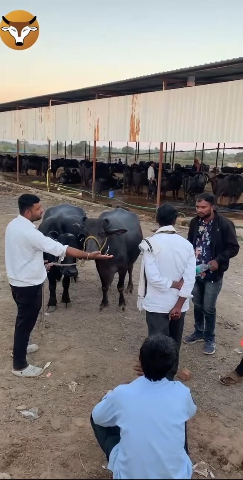 Pashu Mandi