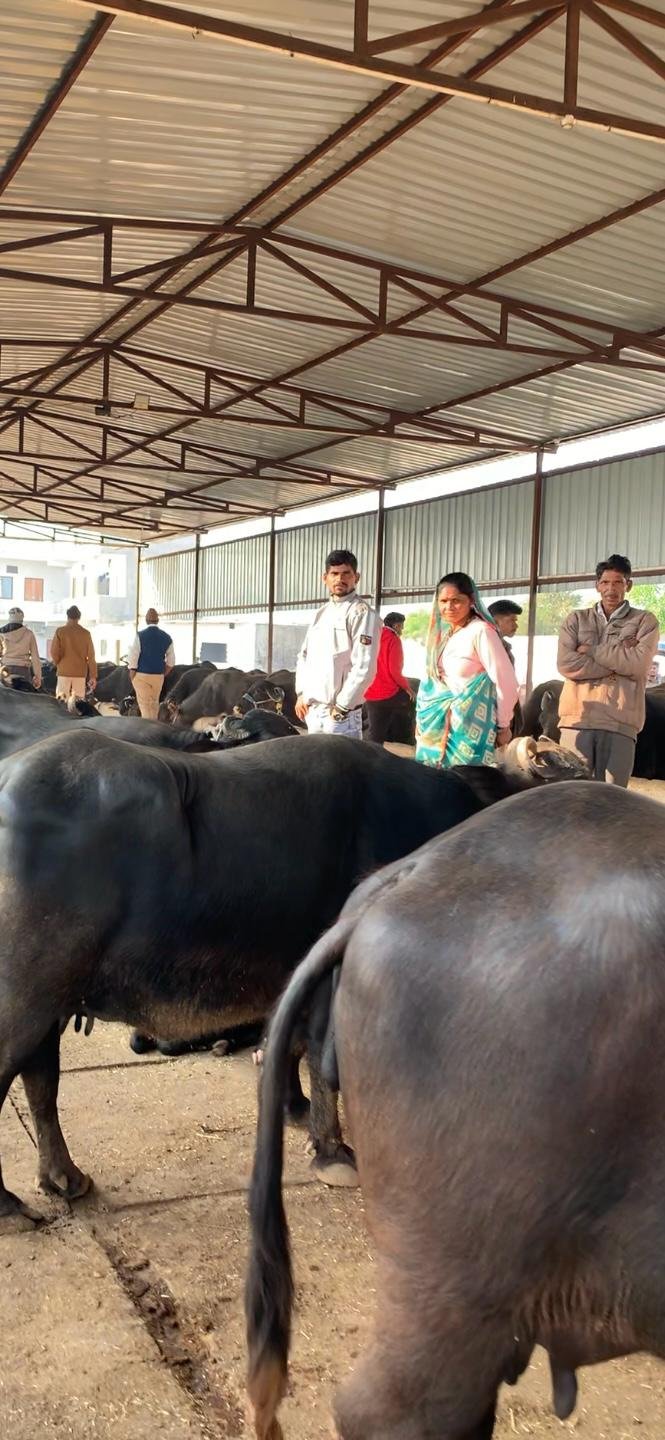 Pashu Mandi