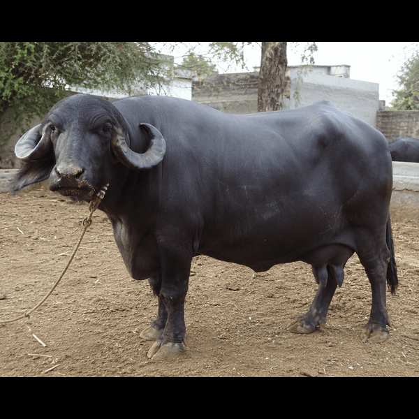Jafrabaadi Buffalo