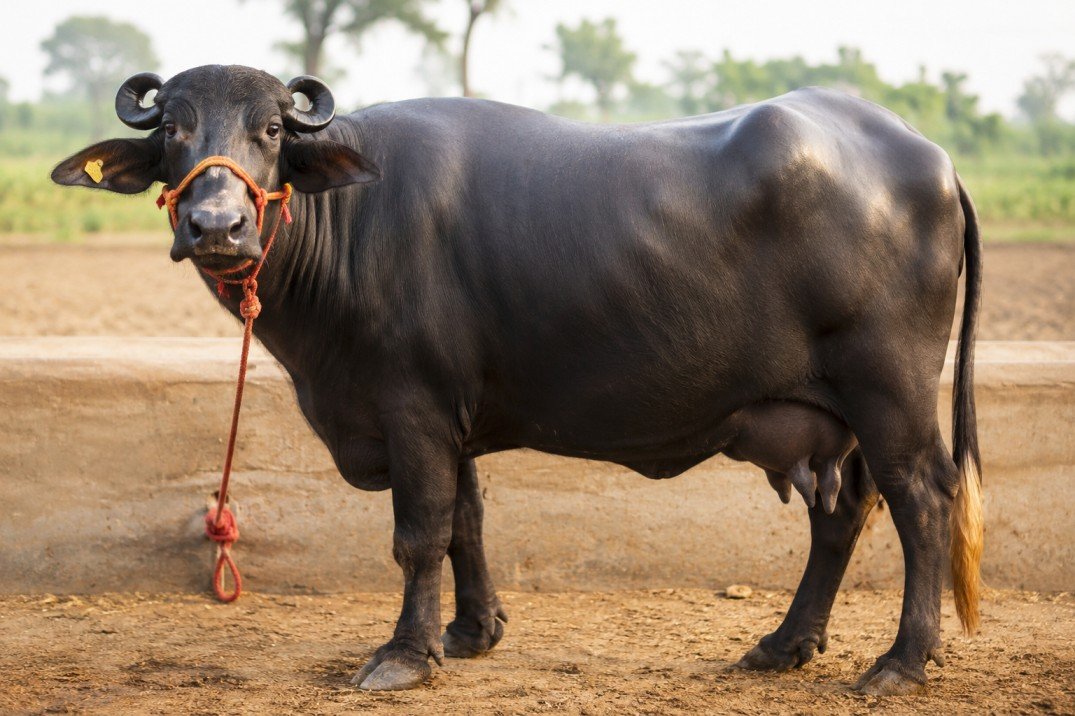 Banni Buffalo